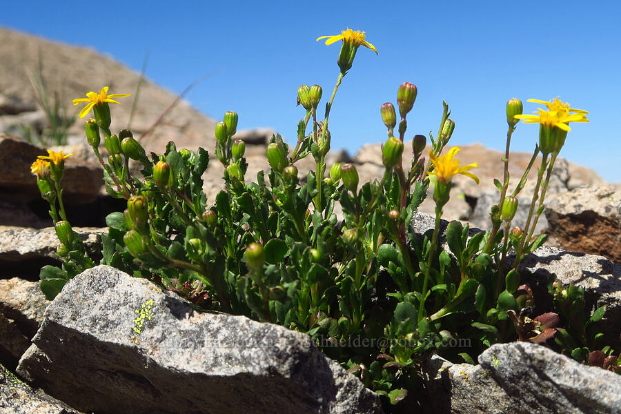 dwarf mountain ragwort (Senecio fremontii var. fremontii) [Shellrock Peak, William O. Douglas Wilderness, Yakima County, Washington]