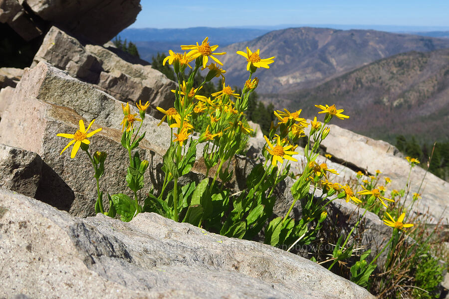 slender arnica (Arnica gracilis (Arnica latifolia var. gracilis)) [Shellrock Peak, William O. Douglas Wilderness, Yakima County, Washington]