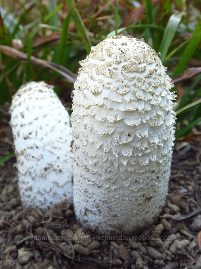 tall white mushroom [Shellrock Peak, William O. Douglas Wilderness, Yakima County, Washington]