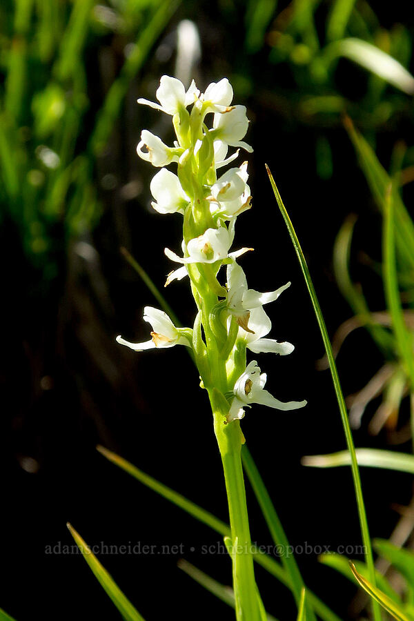 white bog orchid (Platanthera dilatata (Habenaria dilatata)) [Ironstone Mountain Trail, William O. Douglas Wilderness, Yakima County, Washington]