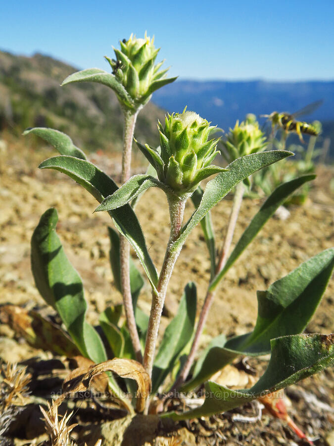 large-flower goldenweed, budding (Pyrrocoma carthamoides var. carthamoides (Haplopappus carthamoides)) [Ironstone Mountain Trail, William O. Douglas Wilderness, Yakima County, Washington]