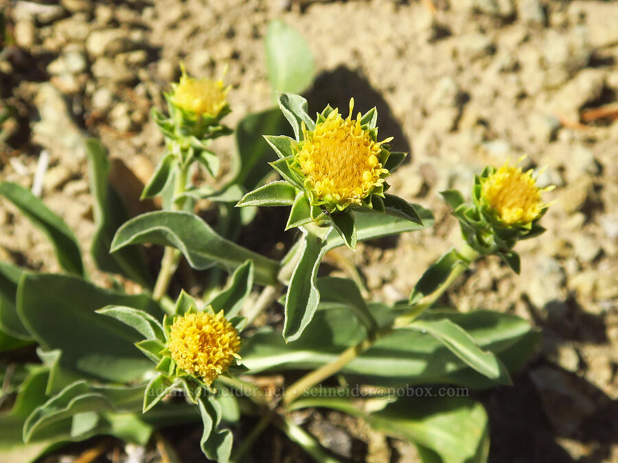 large-flower goldenweed (Pyrrocoma carthamoides var. carthamoides (Haplopappus carthamoides)) [Ironstone Mountain Trail, William O. Douglas Wilderness, Yakima County, Washington]
