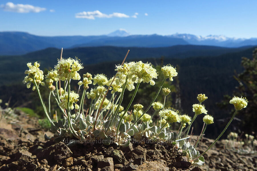 cushion buckwheat (Eriogonum ovalifolium var. nivale) [Ironstone Mountain Trail, William O. Douglas Wilderness, Yakima County, Washington]