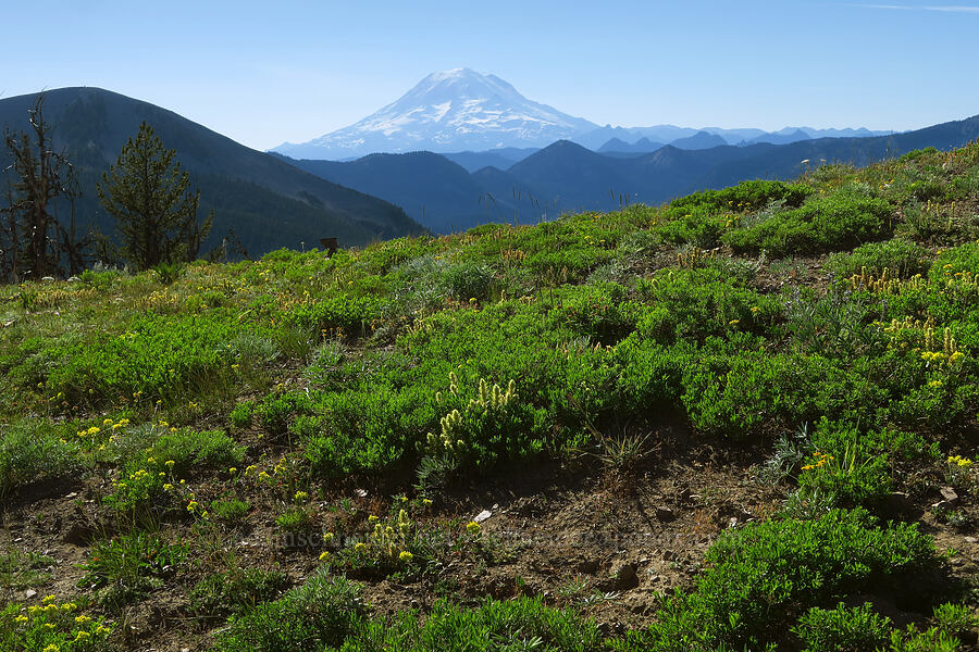 Mount Rainier & wildflowers [Ironstone Mountain Trail, William O. Douglas Wilderness, Yakima County, Washington]