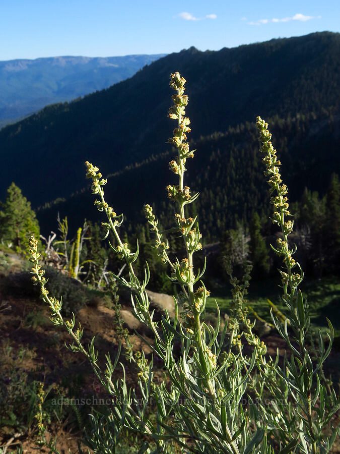 gray sagewort (Artemisia ludoviciana) [Ironstone Mountain Trail, William O. Douglas Wilderness, Yakima County, Washington]