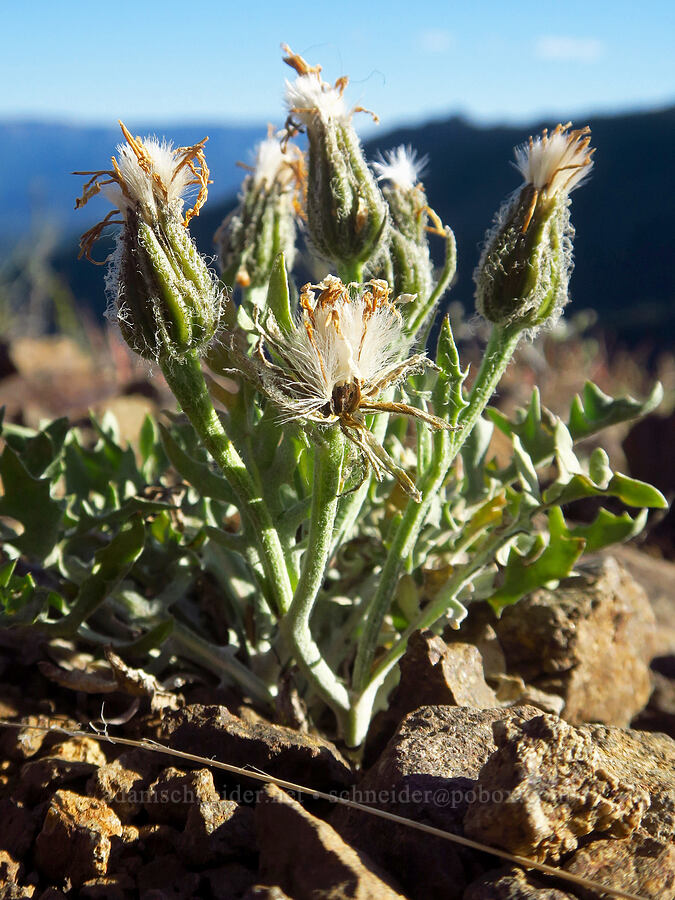 Modoc hawksbeard, going to seed (Crepis modocensis) [Ironstone Mountain Trail, William O. Douglas Wilderness, Yakima County, Washington]