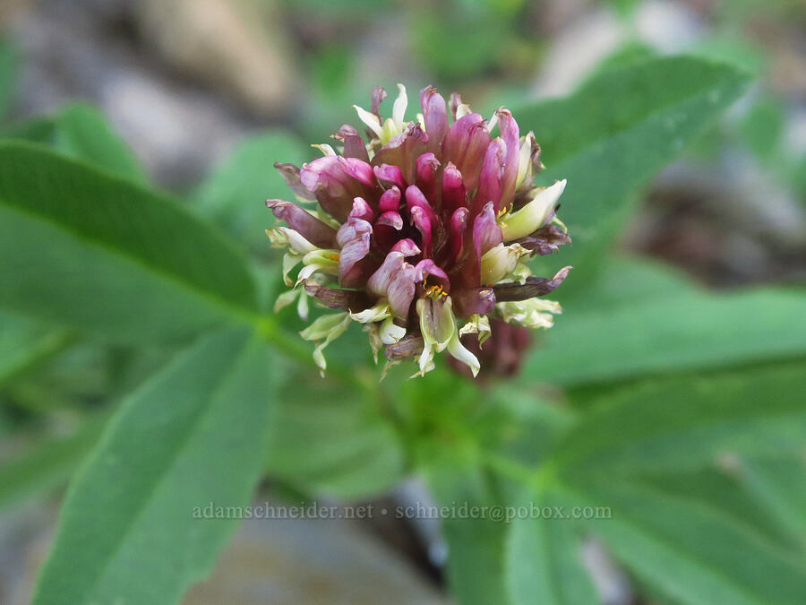 pink long-stalk clover (Trifolium longipes) [Cash Prairie, Okanogan-Wenatchee National Forest, Yakima County, Washington]