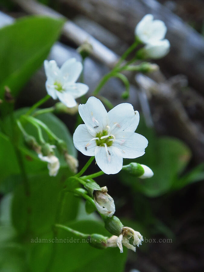 heart-leaf spring-beauty (Claytonia cordifolia (Montia cordifolia)) [Cash Prairie, Okanogan-Wenatchee National Forest, Yakima County, Washington]