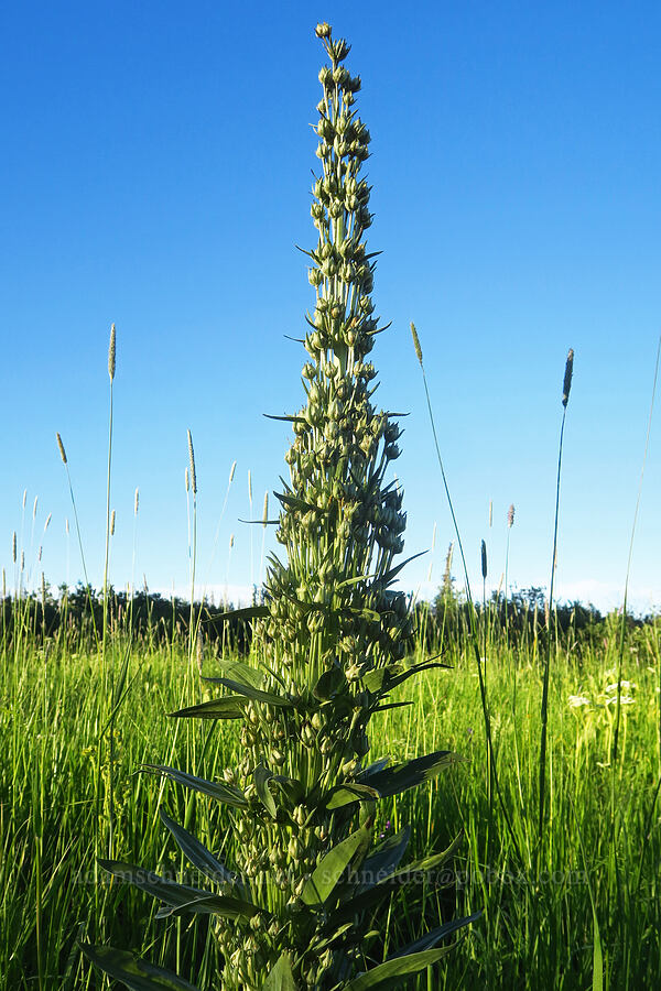 monument plant, going to seed (Frasera speciosa) [Cash Prairie, Okanogan-Wenatchee National Forest, Yakima County, Washington]