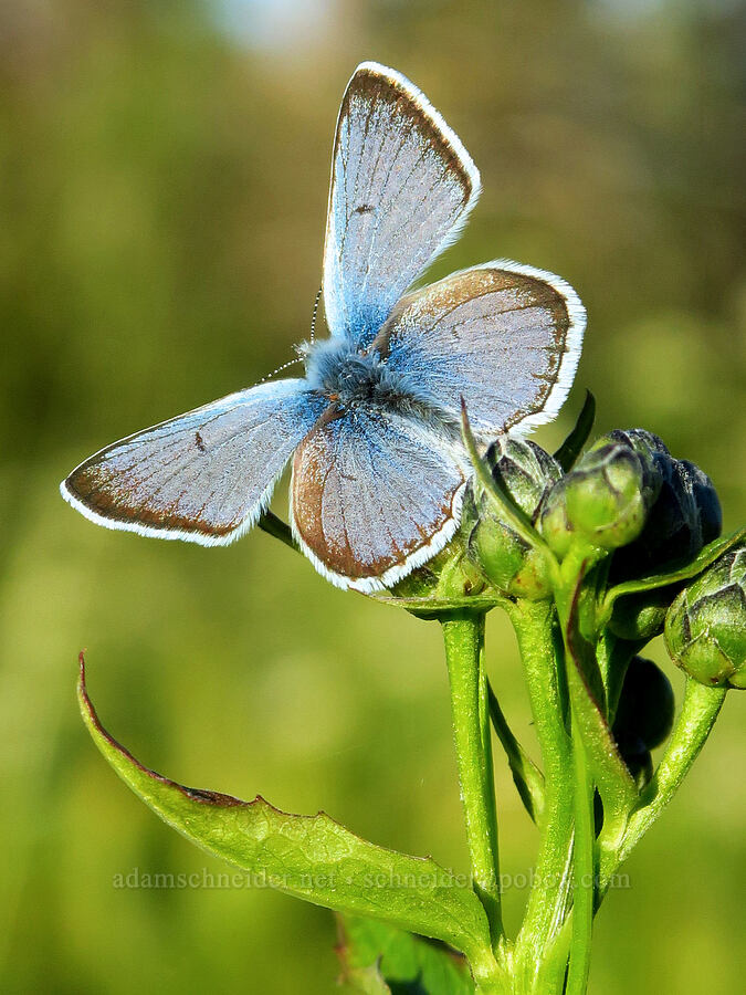 greenish blue butterfly on saw-wort (Icaricia saepiolus (Plebejus saepiolus), Saussurea americana) [Cash Prairie, Okanogan-Wenatchee National Forest, Yakima County, Washington]