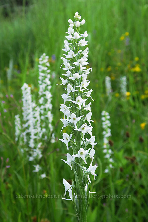 white bog orchid (Platanthera dilatata (Habenaria dilatata)) [Bethel Ridge Road, Okanogan-Wenatchee National Forest, Yakima County, Washington]