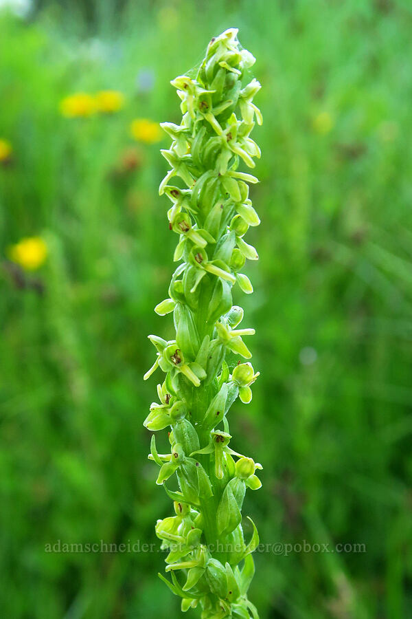 slender bog orchid (Platanthera stricta (Piperia stricta)) [Bethel Ridge Road, Okanogan-Wenatchee National Forest, Yakima County, Washington]