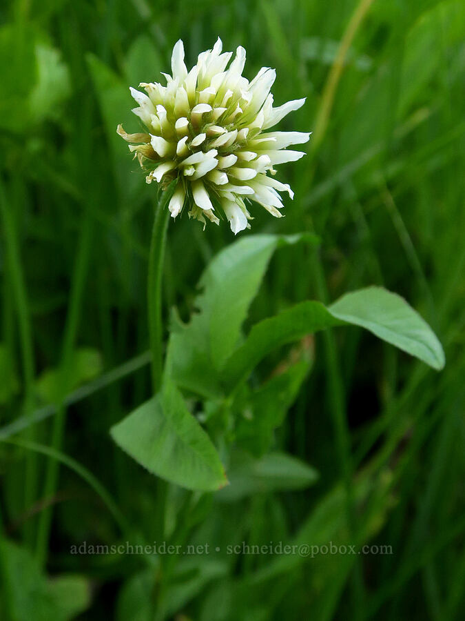 white long-stalk clover (Trifolium longipes) [Bethel Ridge Road, Okanogan-Wenatchee National Forest, Yakima County, Washington]