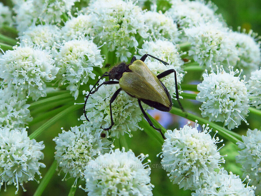 flower longhorn beetle on angelica (Pachyta armata, Angelica arguta) [Bethel Ridge Road, Okanogan-Wenatchee National Forest, Yakima County, Washington]