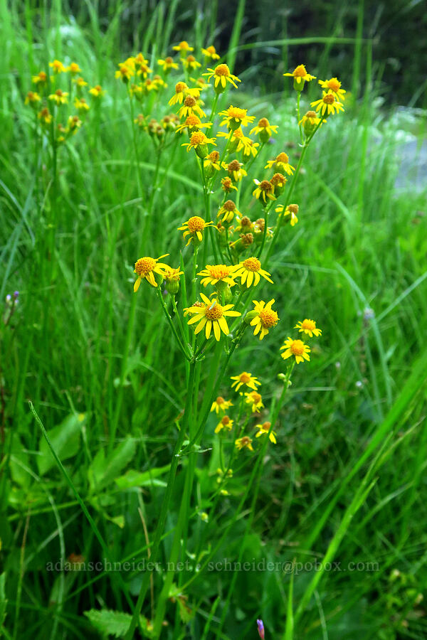 streambank groundsel/butterweed (Packera pseudaurea (Senecio pseudaureus)) [Bethel Ridge Road, Okanogan-Wenatchee National Forest, Yakima County, Washington]
