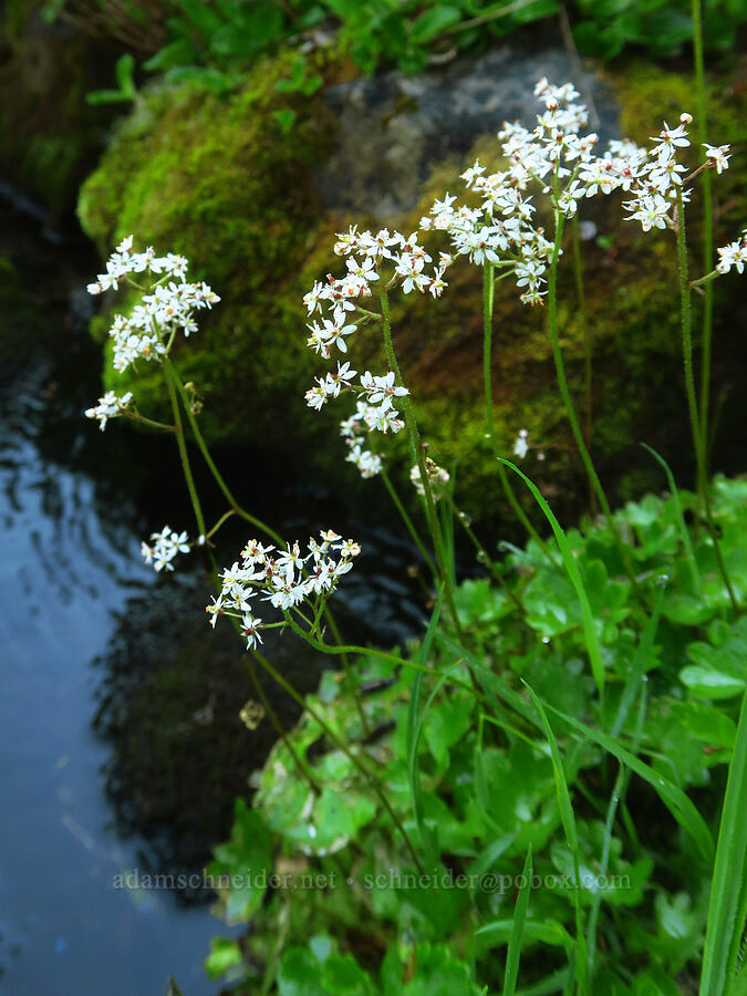 Nelson's saxifrage (Micranthes nelsoniana var. cascadensis (Saxifraga nelsoniana)) [Pinnacle Peak Trail, Mount Rainier National Park, Lewis County, Washington]
