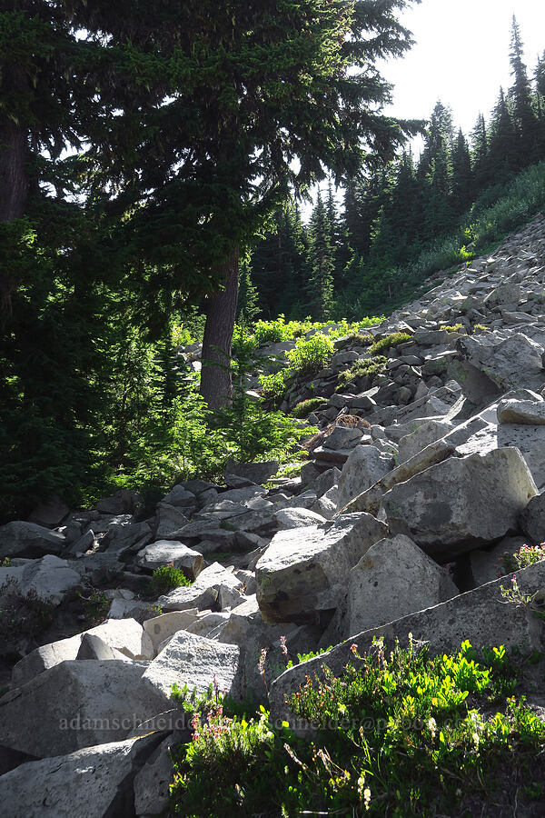 talus slope shortcut [Pinnacle Peak Trail, Mount Rainier National Park, Lewis County, Washington]