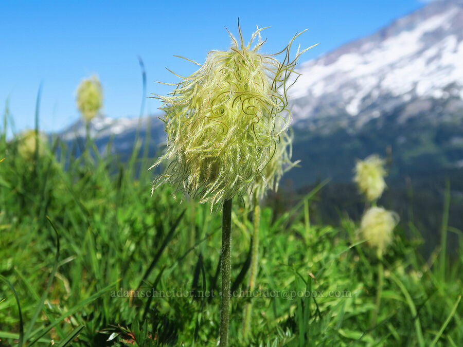 western pasqueflower seed heads (Anemone occidentalis (Pulsatilla occidentalis)) [below The Castle, Mount Rainier National Park, Lewis County, Washington]
