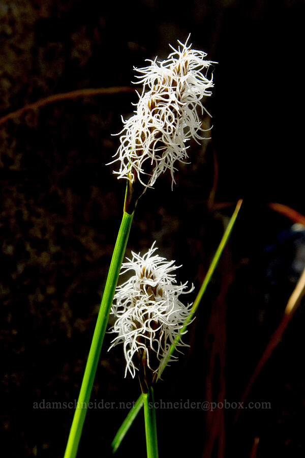 black alpine sedge (Carex nigricans) [Tatoosh Range, Mount Rainier National Park, Lewis County, Washington]