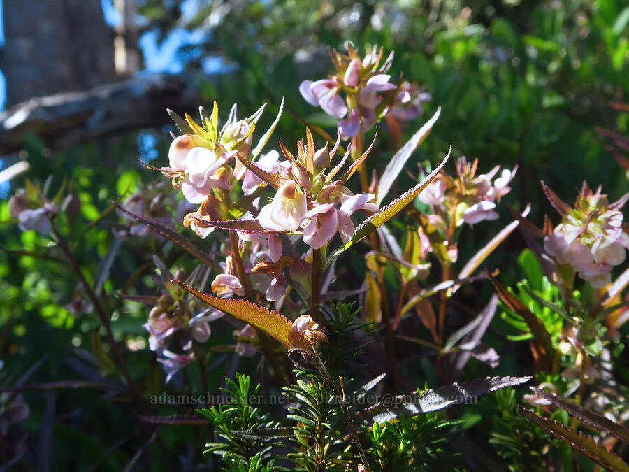 sickle-top lousewort (Pedicularis racemosa) [Tatoosh Range, Mount Rainier National Park, Lewis County, Washington]
