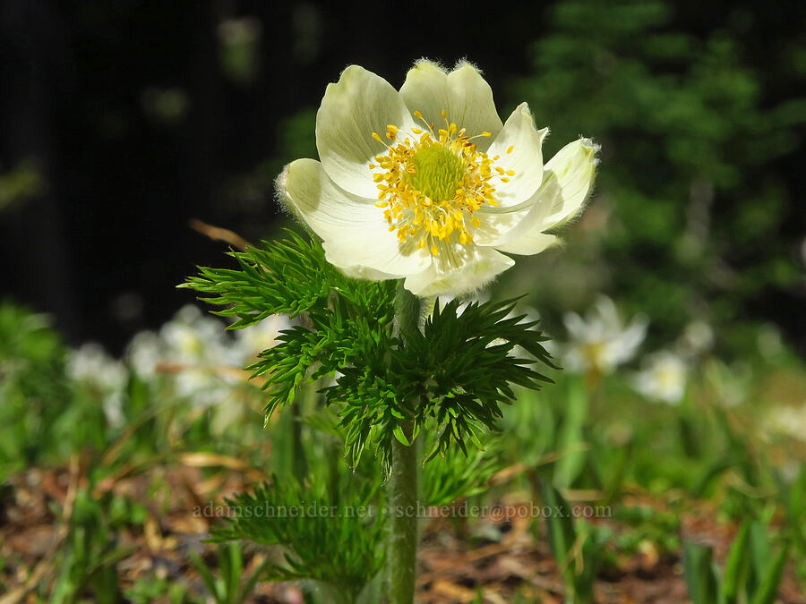 western pasqueflower (Anemone occidentalis (Pulsatilla occidentalis)) [Foss Peak, Mount Rainier National Park, Lewis County, Washington]