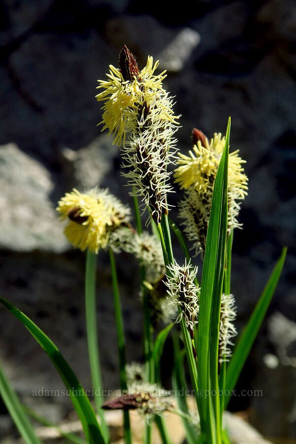 showy sedge (Carex spectabilis) [Foss Peak, Mount Rainier National Park, Lewis County, Washington]