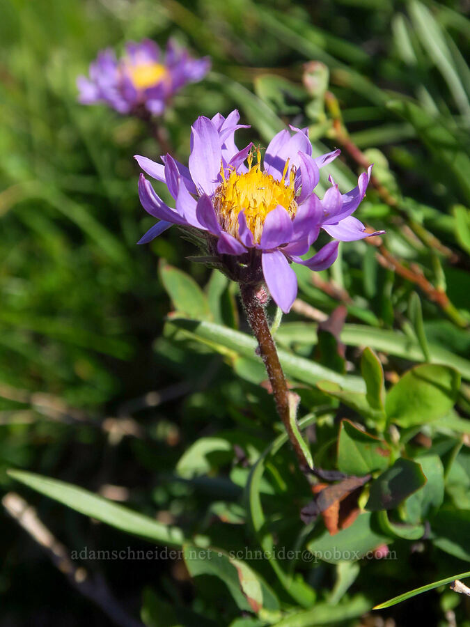 tundra aster (Oreostemma alpigenum (Aster alpigenus)) [Foss Peak, Mount Rainier National Park, Lewis County, Washington]
