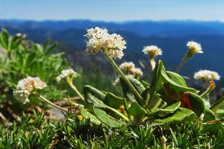 alpine buckwheat (Eriogonum pyrolifolium) [Foss Peak, Mount Rainier National Park, Lewis County, Washington]
