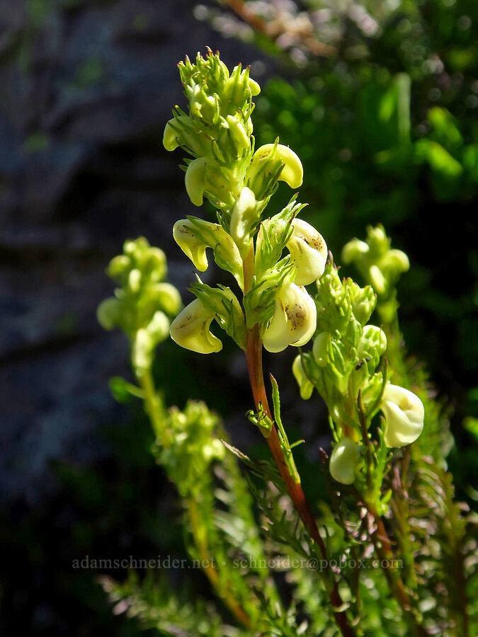 coiled-beak lousewort (Pedicularis contorta) [Foss Peak, Mount Rainier National Park, Lewis County, Washington]
