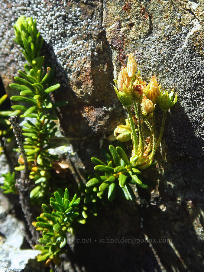 yellow mountain heather, going to seed (Phyllodoce glanduliflora) [Foss Peak, Mount Rainier National Park, Lewis County, Washington]