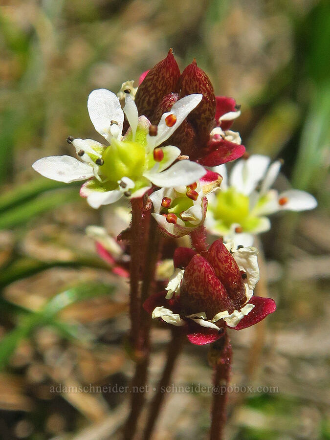 Tolmie's saxifrage (Micranthes tolmiei (Saxifraga tolmiei)) [Tatoosh Range, Mount Rainier National Park, Lewis County, Washington]