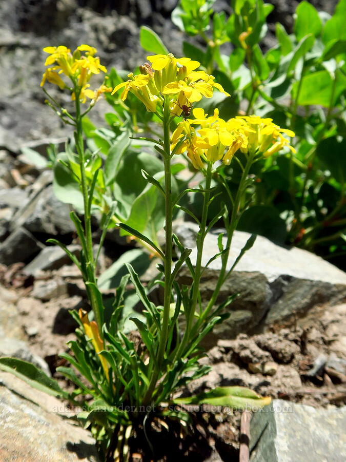 wallflower (Erysimum sp.) [Tatoosh Range, Mount Rainier National Park, Lewis County, Washington]