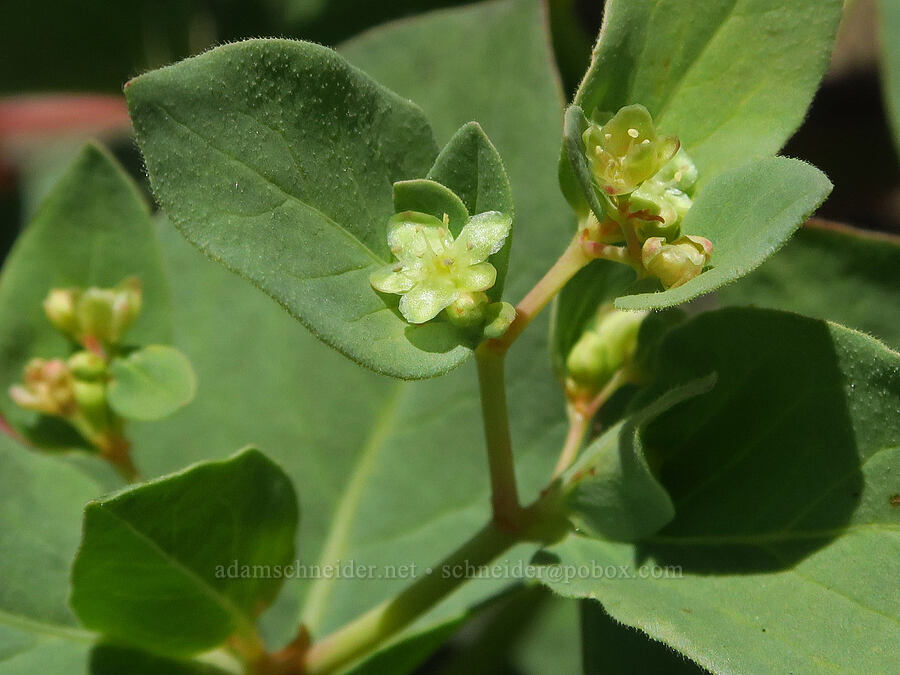 Davis' knotweed (Aconogonon davisiae (Koenigia davisiae) (Polygonum newberryi)) [Tatoosh Range, Mount Rainier National Park, Lewis County, Washington]
