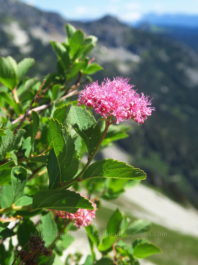 subalpine spiraea (Spiraea splendens (Spiraea densiflora)) [Pinnacle Peak, Mount Rainier National Park, Lewis County, Washington]