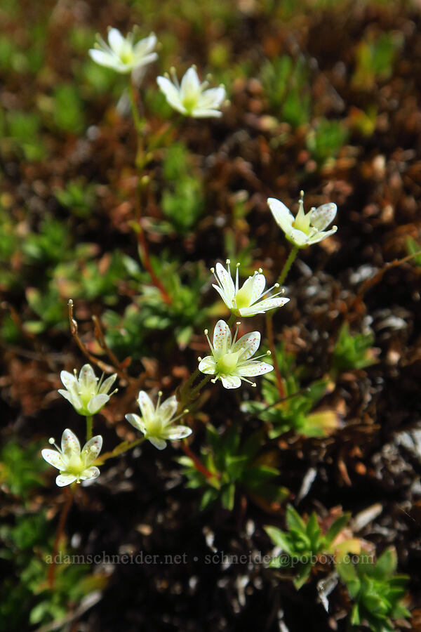 spotted saxifrage (Saxifraga bronchialis ssp. austromontana (Saxifraga austromontana)) [Plummer Peak, Mount Rainier National Park, Lewis County, Washington]