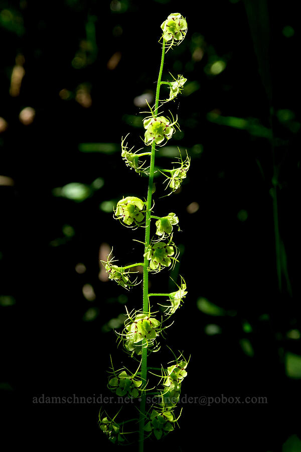 leafy mitrewort (Mitellastra caulescens (Mitella caulescens)) [Moon Point Trail, Willamette National Forest, Lane County, Oregon]