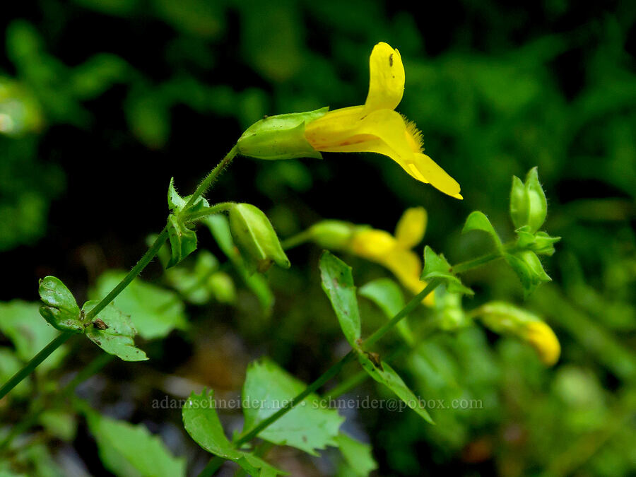 sharp-tooth monkeyflower (Erythranthe decora (Mimulus guttatus var. decorus)) [Youngs Rock Trail, Willamette National Forest, Lane County, Oregon]