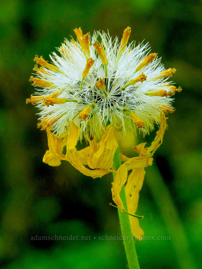 heart-leaf arnica, gone to seed (Arnica cordifolia) [Youngs Rock Trail, Willamette National Forest, Lane County, Oregon]