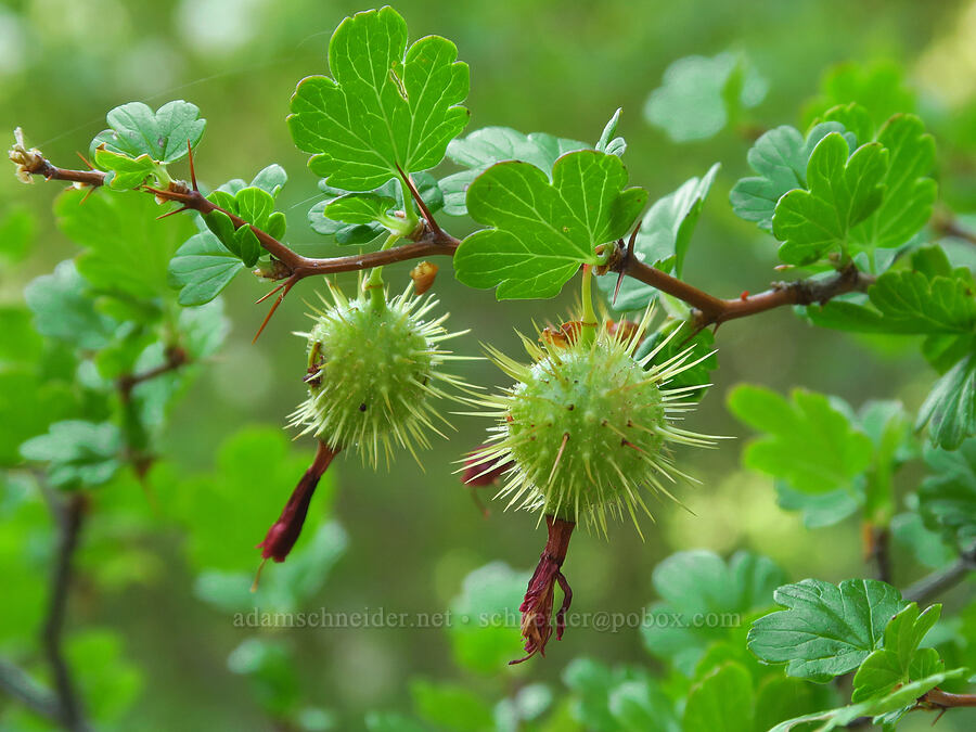 shiny-leaf gooseberry fruits (Ribes roezlii var. cruentum (Grossularia cruenta)) [Youngs Rock, Willamette National Forest, Lane County, Oregon]