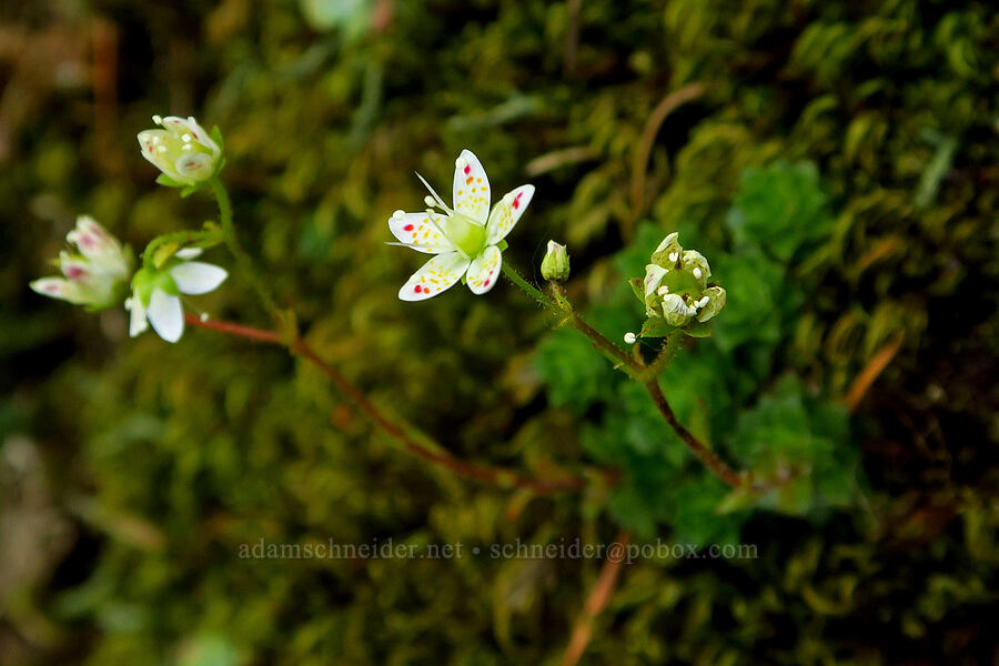 spotted saxifrage (Saxifraga bronchialis ssp. vespertina (Saxifraga vespertina)) [Youngs Rock, Willamette National Forest, Lane County, Oregon]