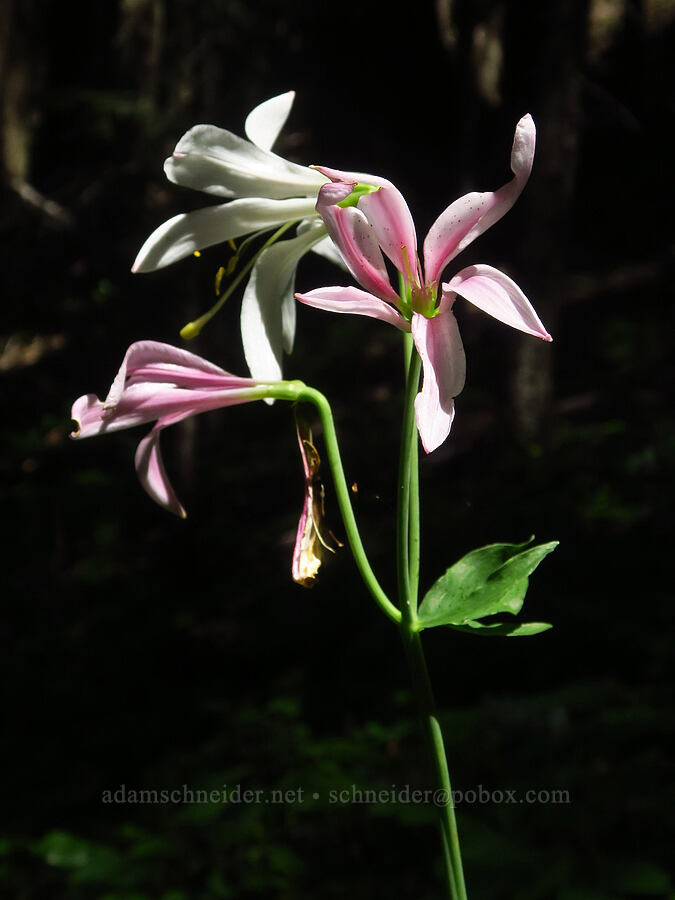 Washington/Cascade lily (Lilium washingtonianum) [Youngs Rock Trail, Willamette National Forest, Lane County, Oregon]