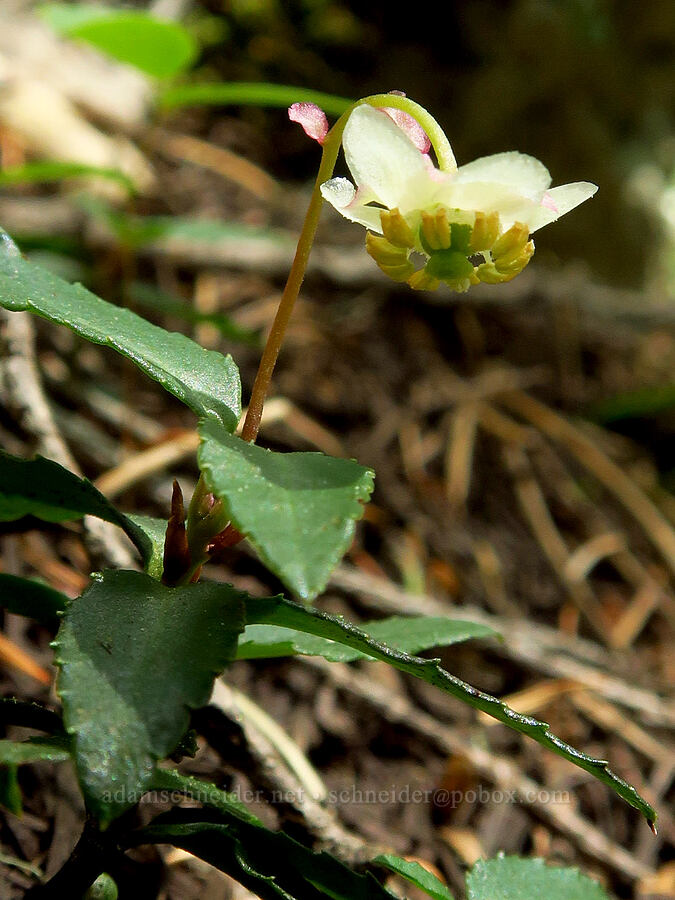 little pipsissewa (Chimaphila menziesii) [Youngs Rock Trail, Willamette National Forest, Lane County, Oregon]