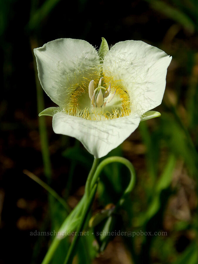 mariposa lilies (Calochortus subalpinus) [Youngs Rock Trail, Willamette National Forest, Lane County, Oregon]