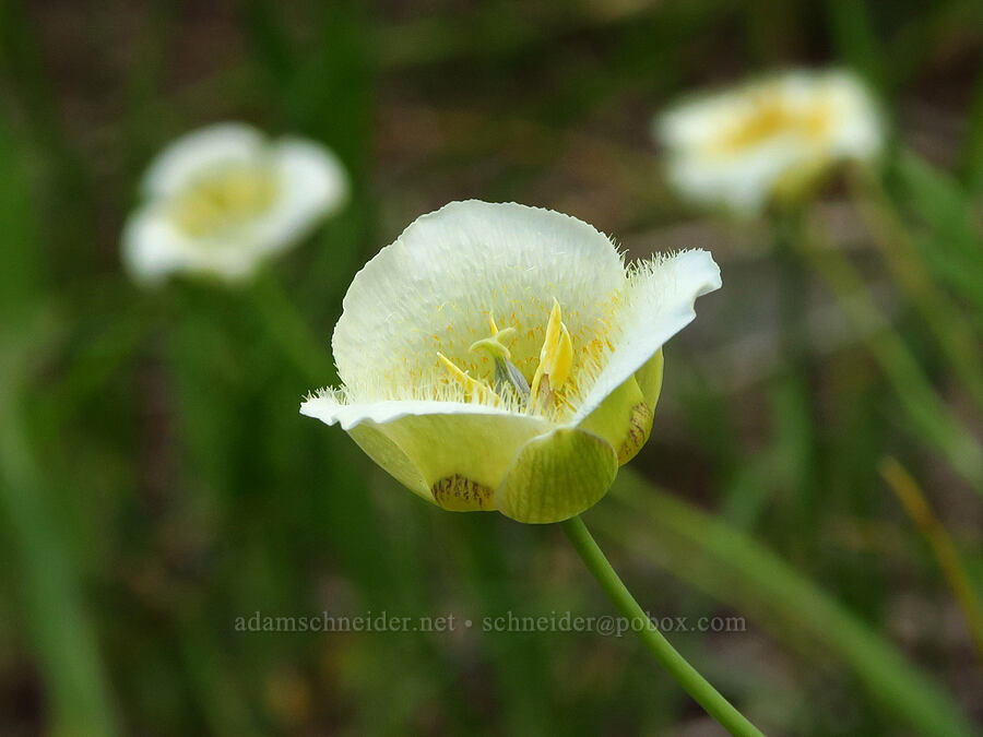 mariposa lilies (Calochortus subalpinus) [Moon Point Trail, Willamette National Forest, Lane County, Oregon]