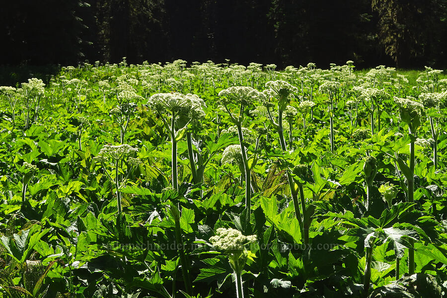 field of cow parsnip (Heracleum maximum) [near Moon Lake, Willamette National Forest, Lane County, Oregon]