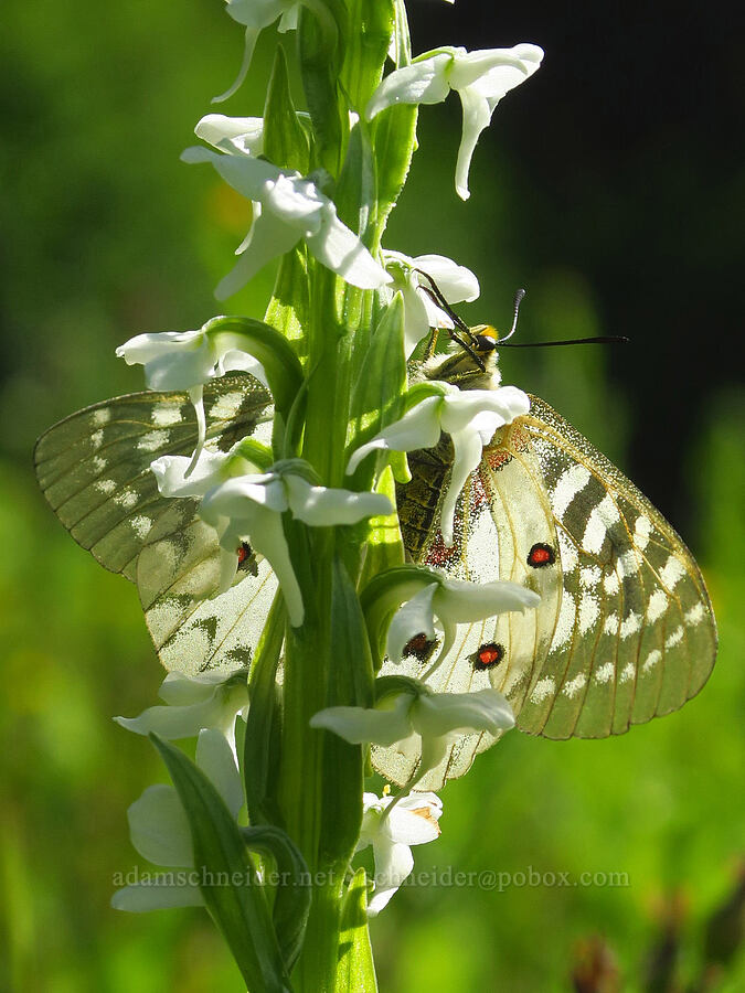 Clodius parnassian butterfly on a white bog orchid (Parnassius clodius, Platanthera dilatata (Habenaria dilatata)) [near Moon Lake, Willamette National Forest, Lane County, Oregon]