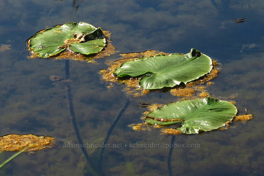 pond-lilies & pond crud (Nuphar polysepala) [near Moon Lake, Willamette National Forest, Lane County, Oregon]