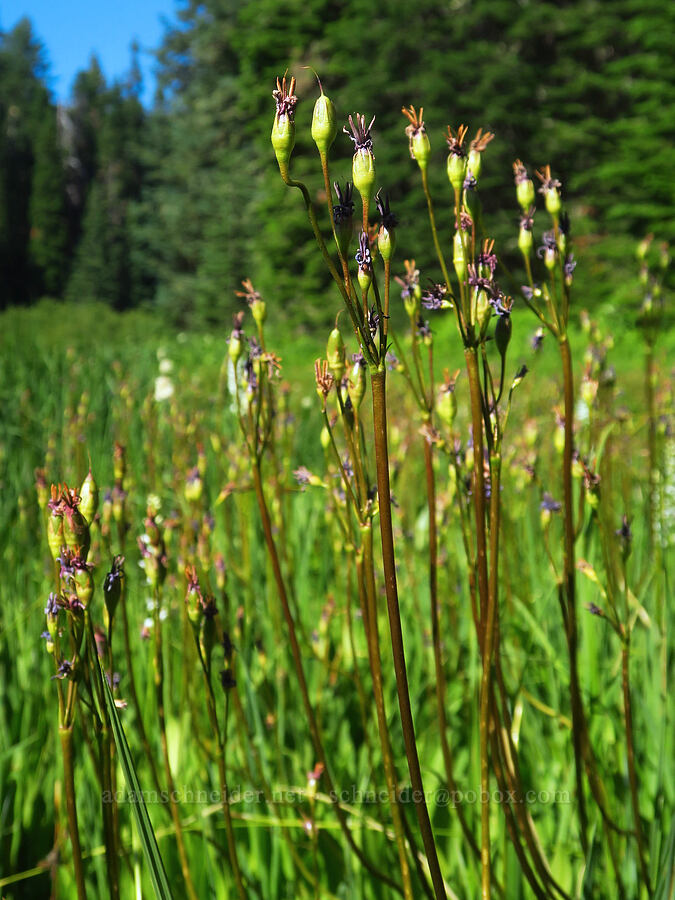 tall mountain shooting-stars, going to seed (Dodecatheon jeffreyi (Primula jeffreyi)) [near Moon Lake, Willamette National Forest, Lane County, Oregon]