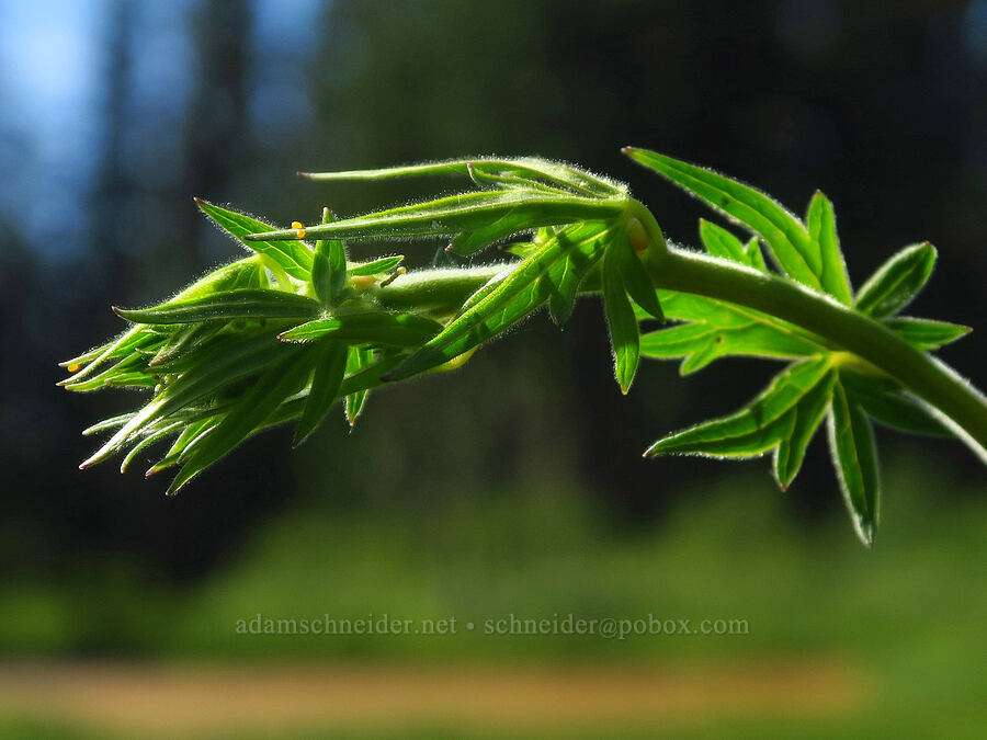 Howell's monkshood leaves (Aconitum columbianum ssp. viviparum (Aconitum columbianum var. howellii)) [near Moon Lake, Willamette National Forest, Lane County, Oregon]