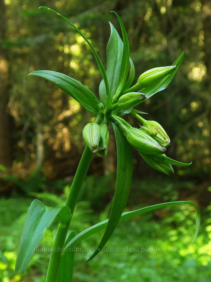 leopard lily, budding (Lilium pardalinum ssp. pardalinum) [Moon Point Trail, Willamette National Forest, Lane County, Oregon]